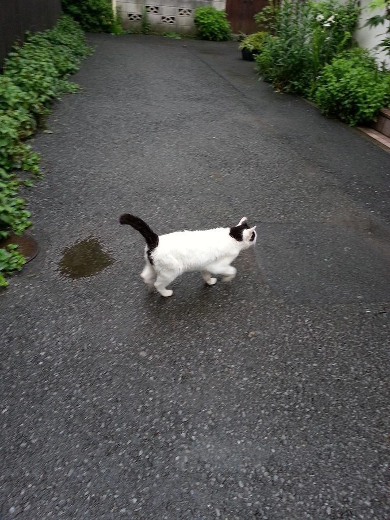 つったかたぁ～(●ↀωↀ●)✧　つったかたぁ～(●ↀωↀ●)✧　【2014年7月5日】