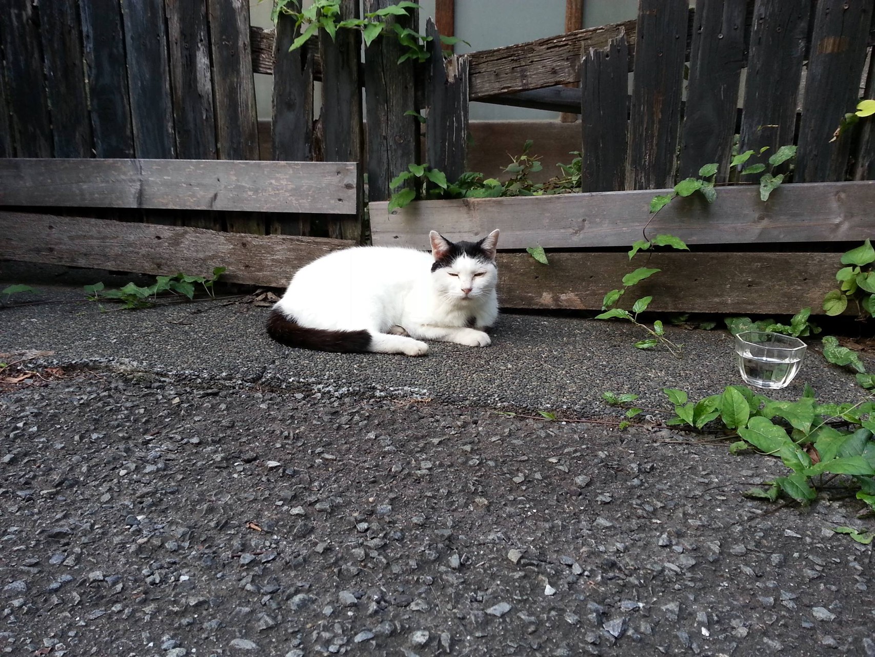 ﾎｹﾞｪ～～(。>д<)　お疲れにゃん！　【2014年9月9日】