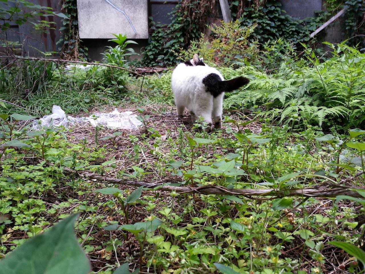 ほな、さいにゃら！　【2014年5月5日】