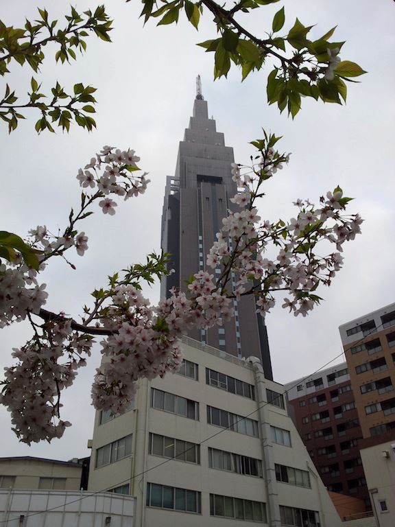 ドコモさくら、今年は時間差開花のようで、すでに散り始めている花もあり、一斉満開にはならず。　【2013年3月29日】