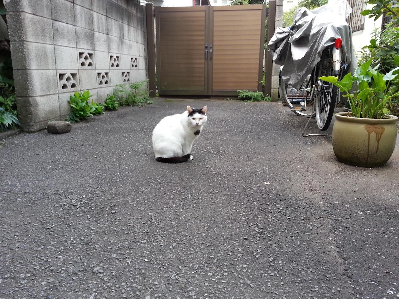 そすて、元の位置に戻るにゃ。　【2014年9月16日】