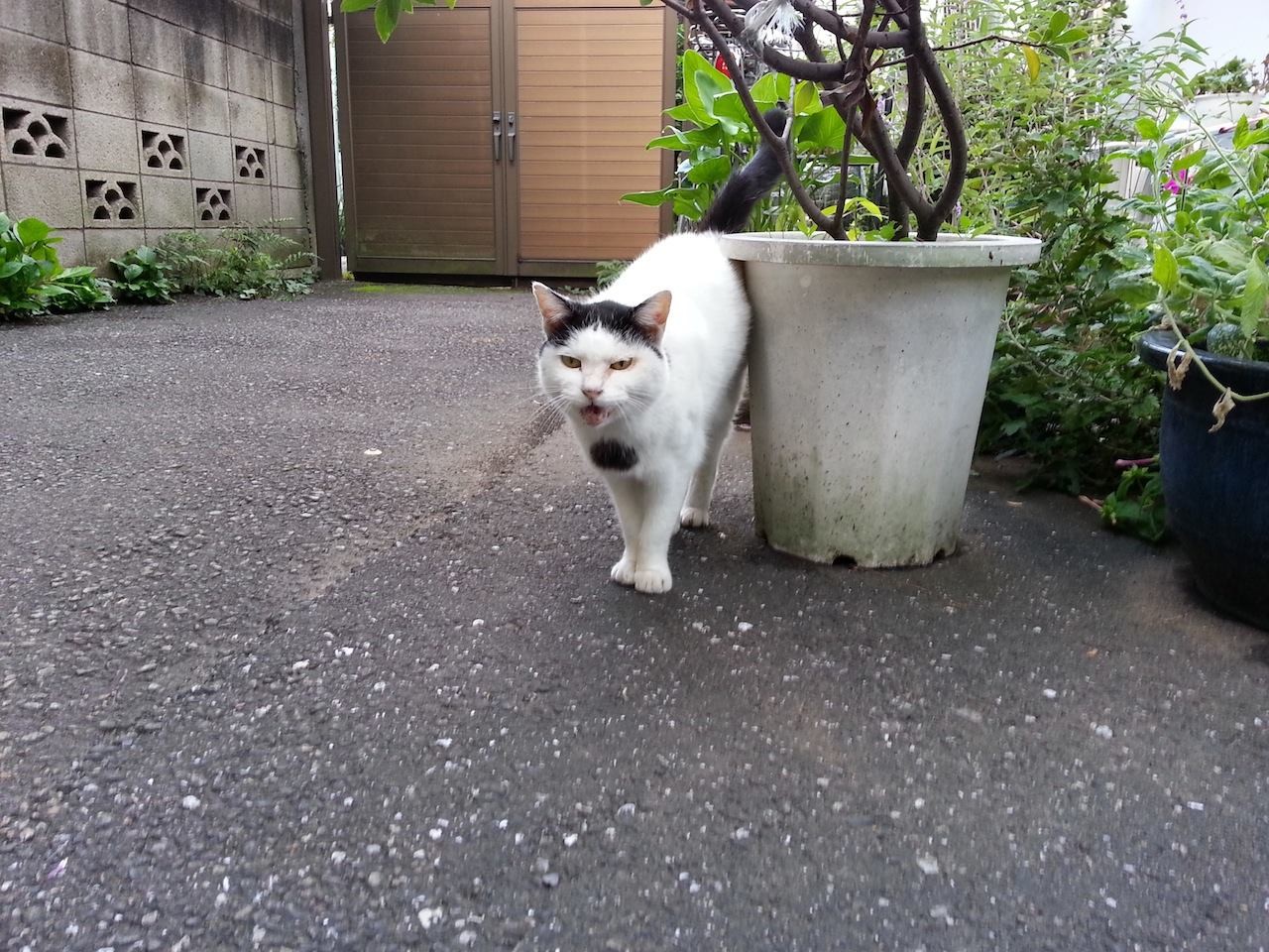 おはようにゃん！　畑と川の様子を見に行っていたぬこ田さん、無事に戻っておられますた。　【2014年10月7日】