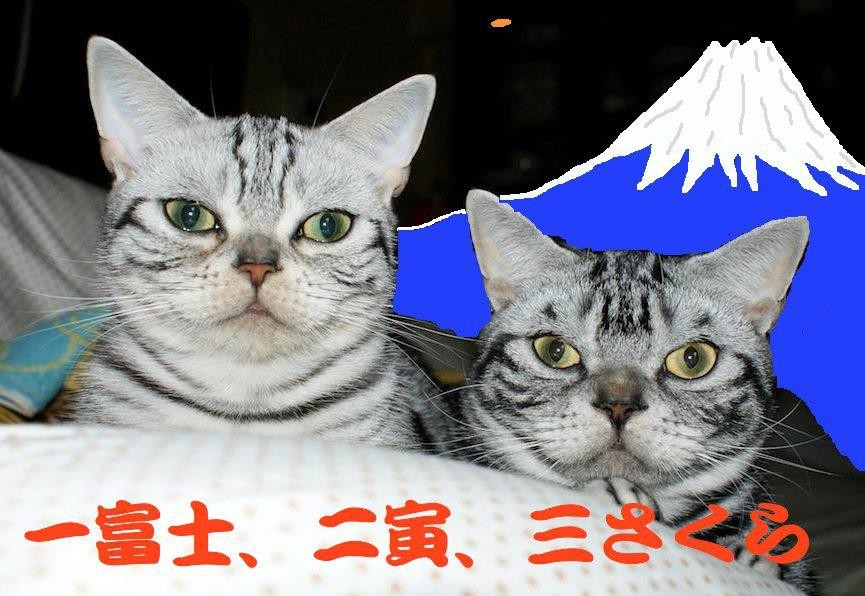 世田谷の遠藤さんが考えてくでた『一富士、二寅、 三さくら』が、今夜おでが見る初夢なんだな。 【制作日／2013年1月1日】