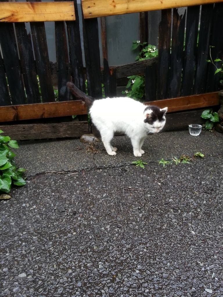 霧雨ば降っとるとです。濡れるとです。どくだ みんさくです、どくだ みんさくです、どくだ みんさくです…。　【2014年5月27日】