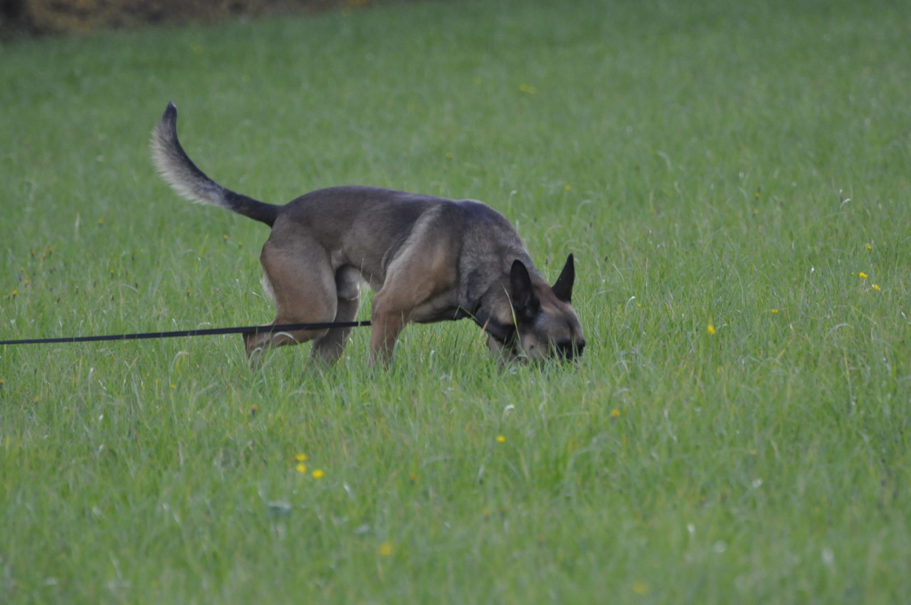 Der Gebrauchshund - nsv-kloster-pillenreuths Webseite!