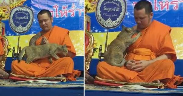 IL GATTO DA MEDITAZIONE
