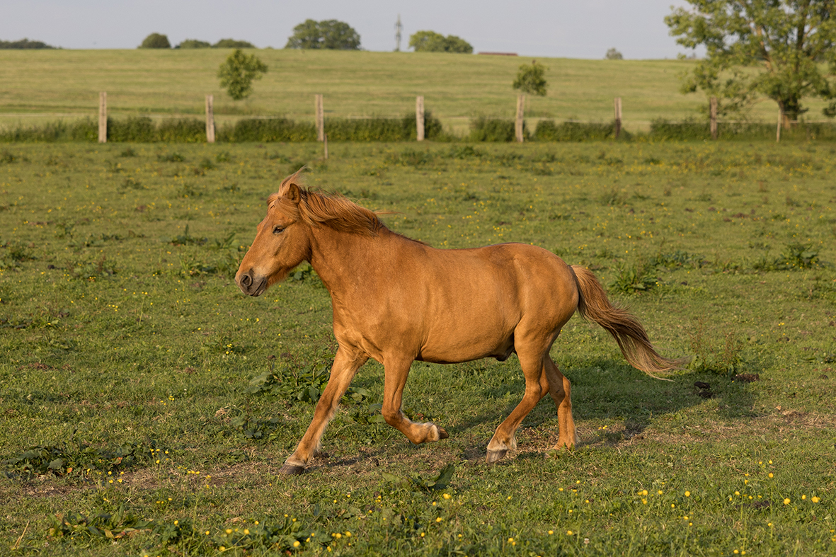 Fedor