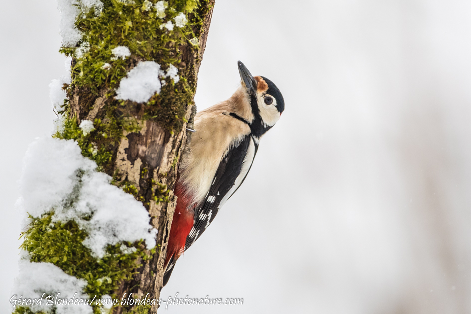 Pic épeiche mâle (Dendrocopos major)