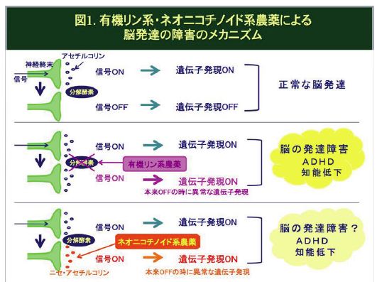 発達障害のメカニズム