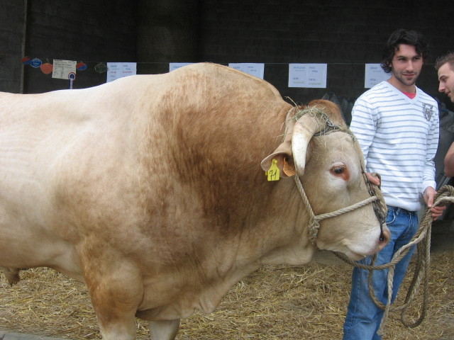 Blonde d'Aquitaine - Ferme Gardelly - 40500 Fargues - Landes