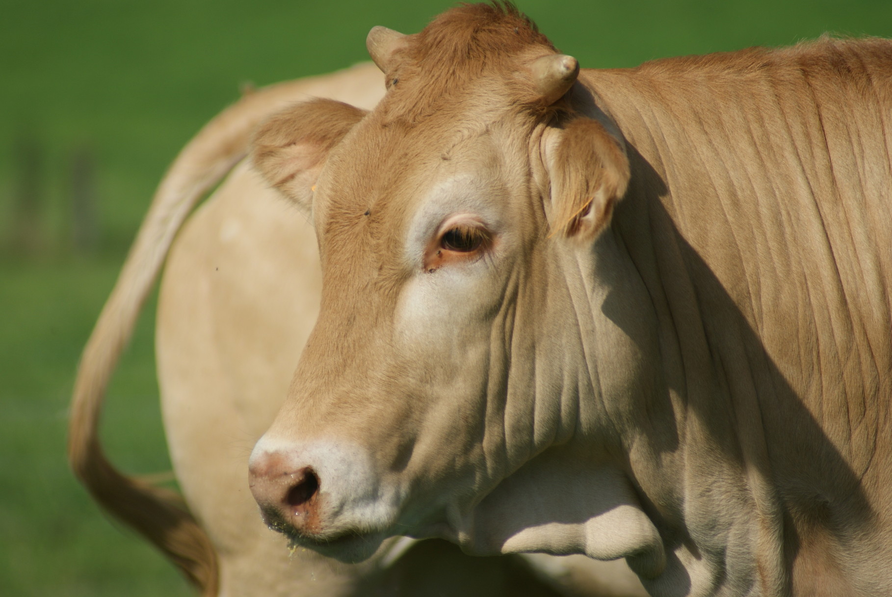 Blonde d'Aquitaine - Ferme Gardelly - 40500 Fargues - Landes