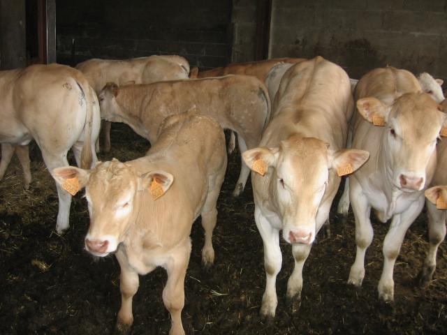 Blonde d'Aquitaine - Ferme Gardelly - 40500 Fargues - Landes