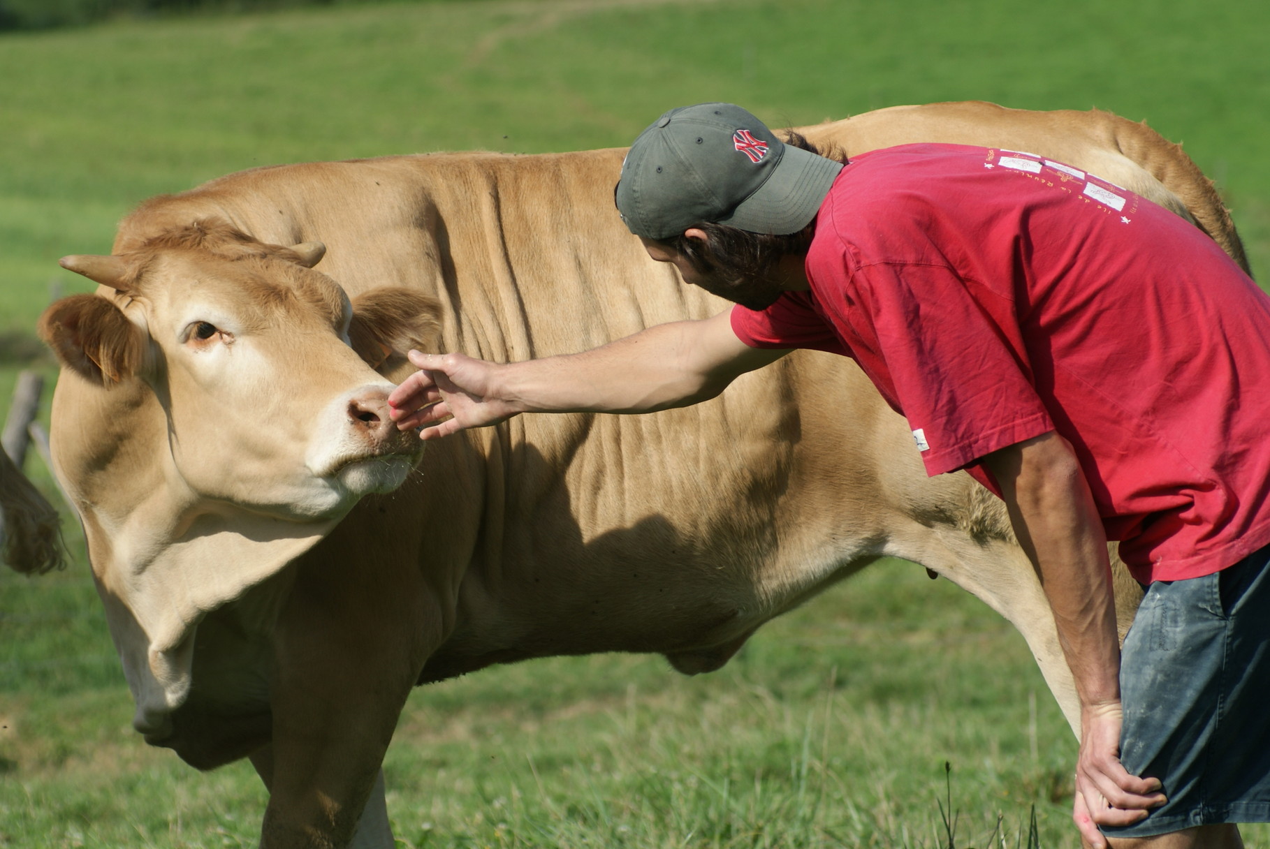 Blonde d'Aquitaine - Ferme Gardelly - 40500 Fargues - Landes