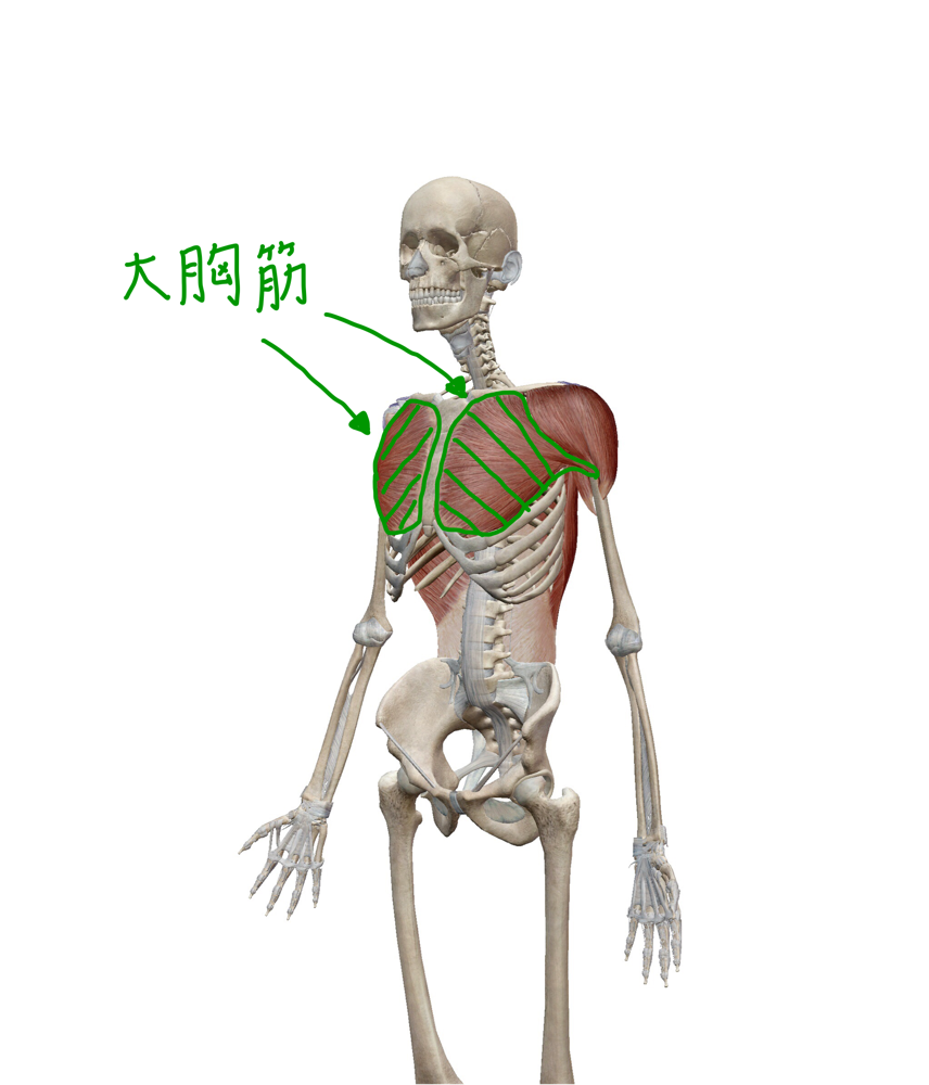 大胸筋