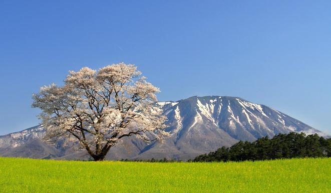 小岩井一本桜と岩手山の写真