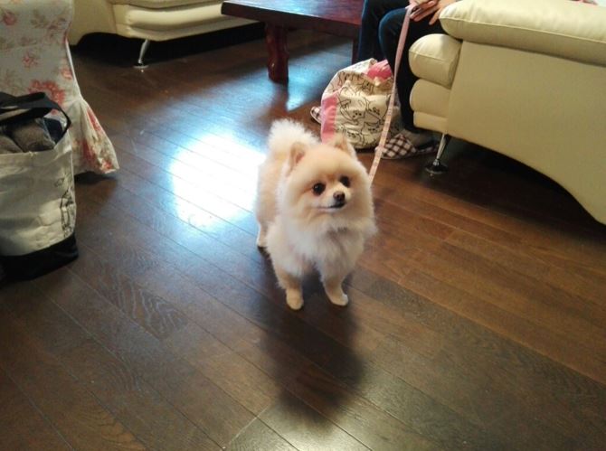 犬と泊まれる宿 小岩井 雫石カンタービレ お客様のお犬さん9 小岩井 雫石 ペンション カンタービレ