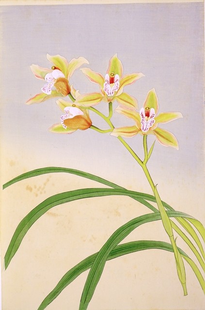 №37  CYMBIDIUM №426