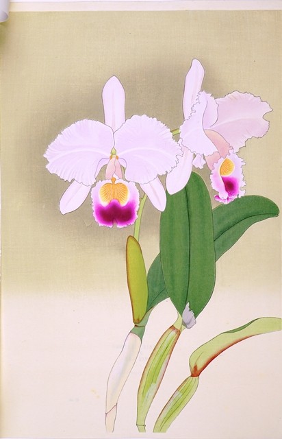 №76  CATTLEYA TRIANAE VAR.THE KING