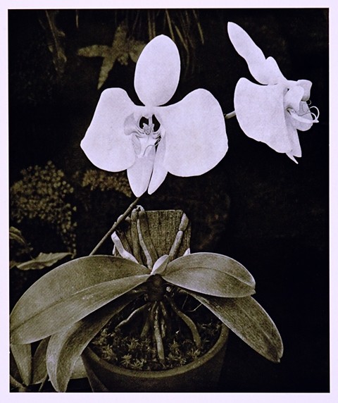 №103  PHALAENOPSIS GRANDIFLORA