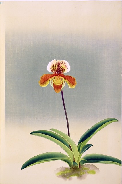 №66  CYPRIPEDIUM DEMETER