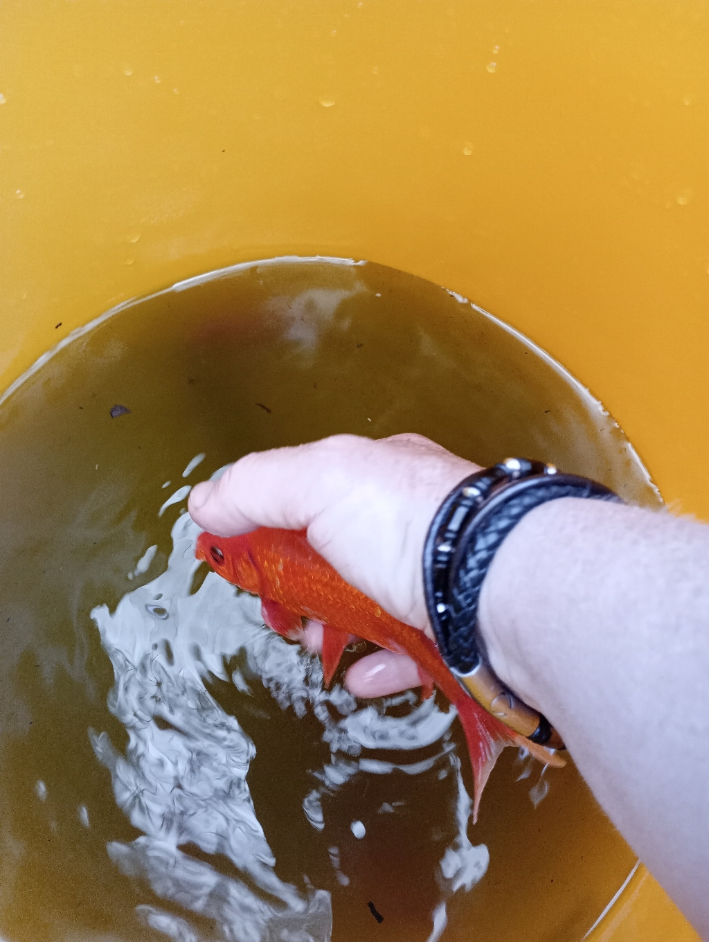 9 Goldfische von Viola aus Herrieden geschenkt bekommen