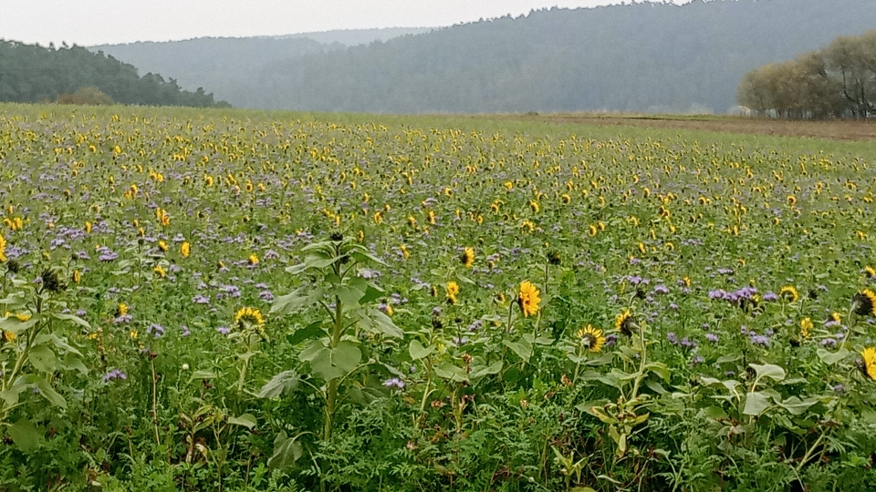 Herbstblumen