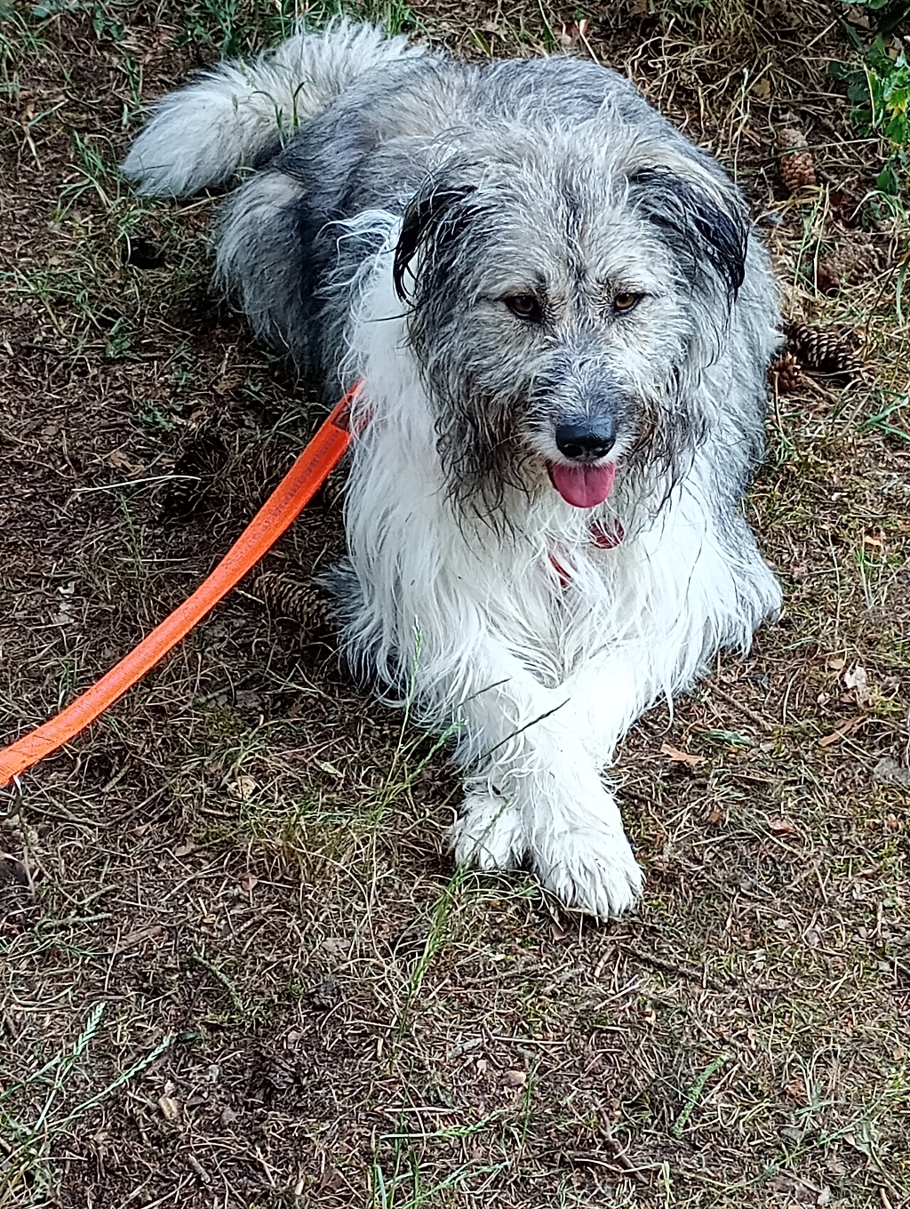 Greta