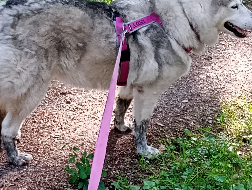 Indy trägt Schuhe 