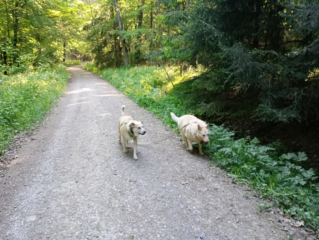 Smilla und Paula führen sich gegenseitig gassi
