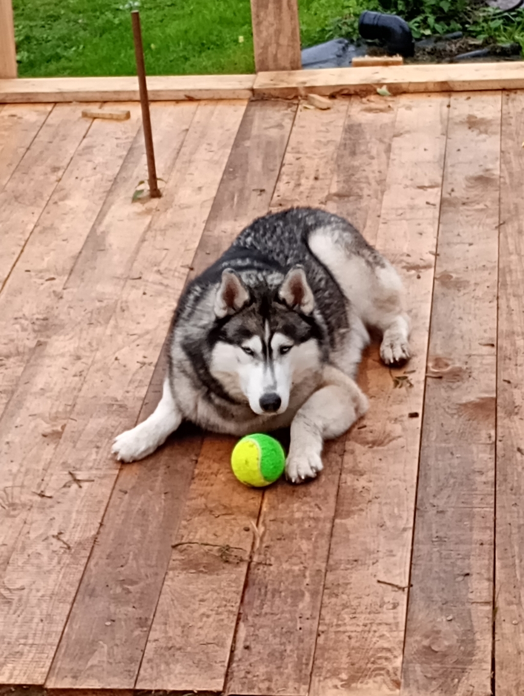 für Primo gab es einen Ball