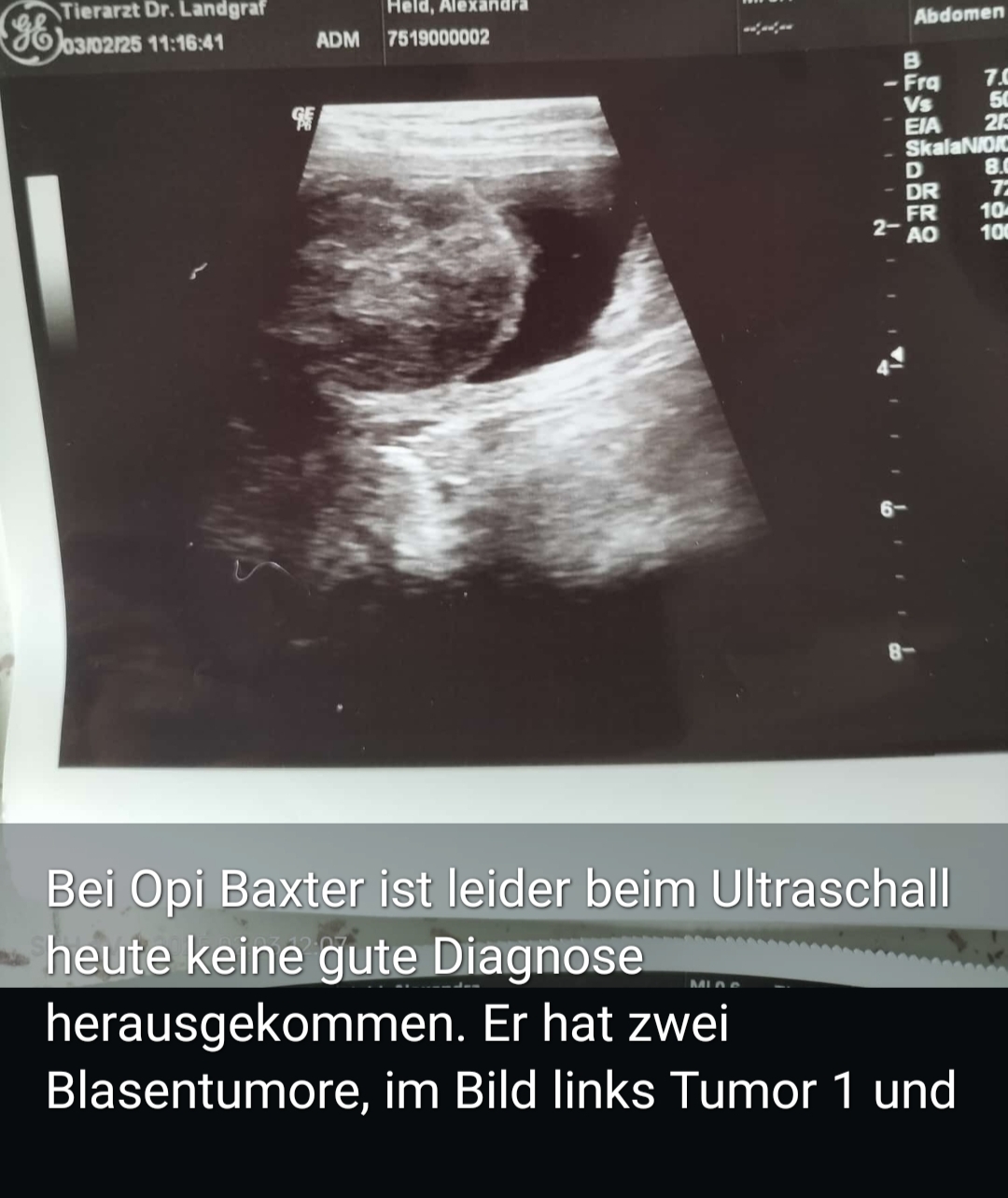 03.02.25 Baxter seine Diagnose steht nun fest