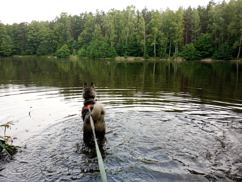 Wo sind die Enten