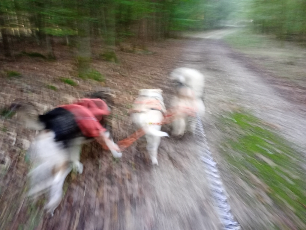 dreier Team beim Dogscootern