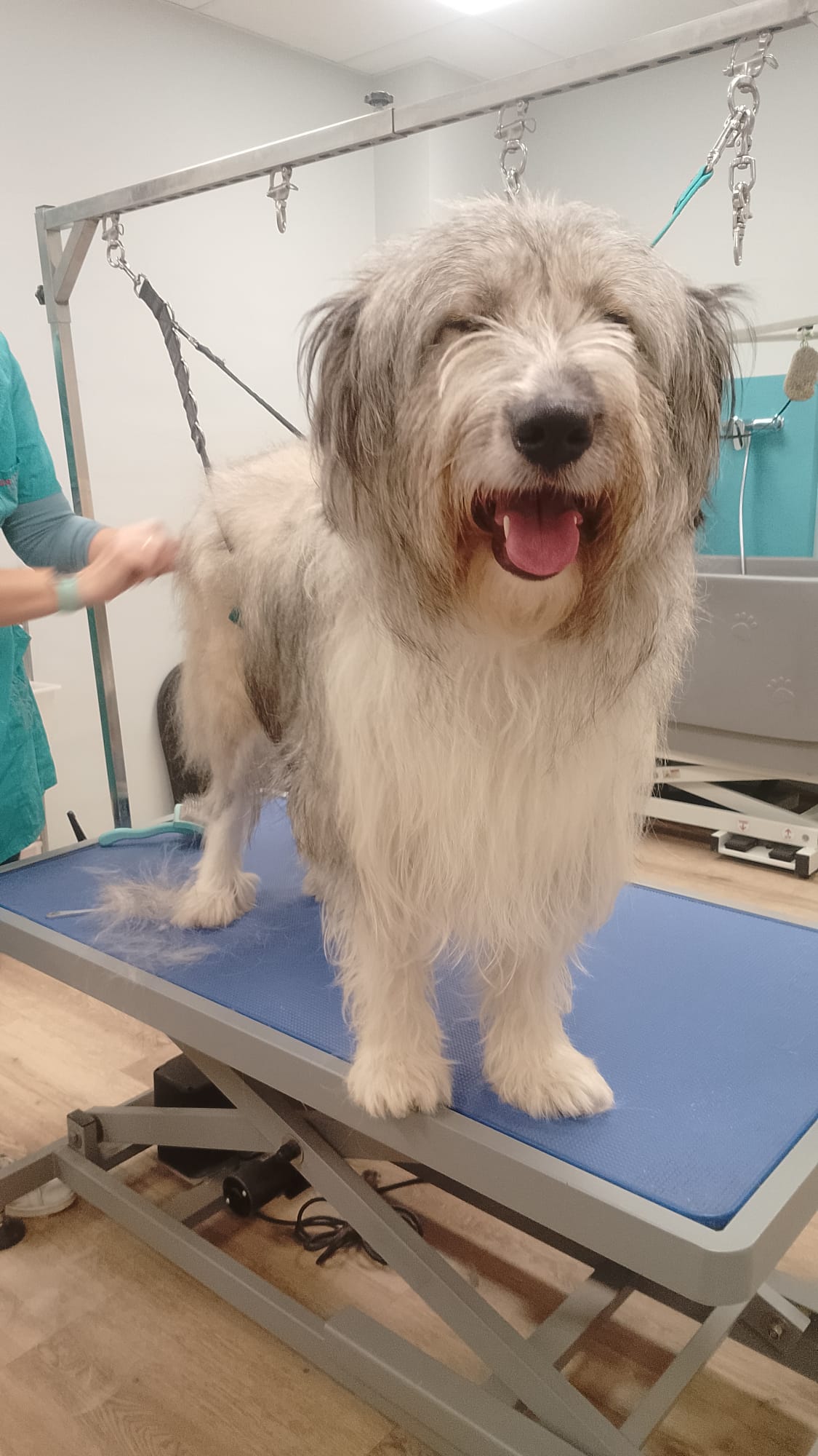 Greta beim Friseur