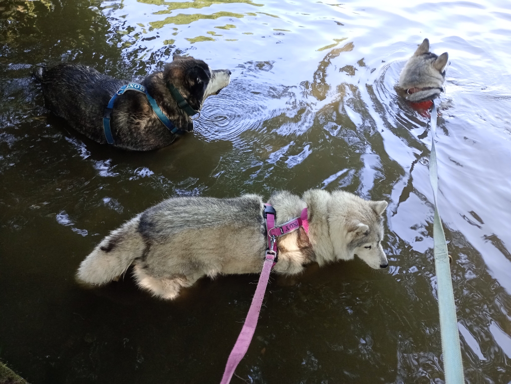 Indy im Wasser 