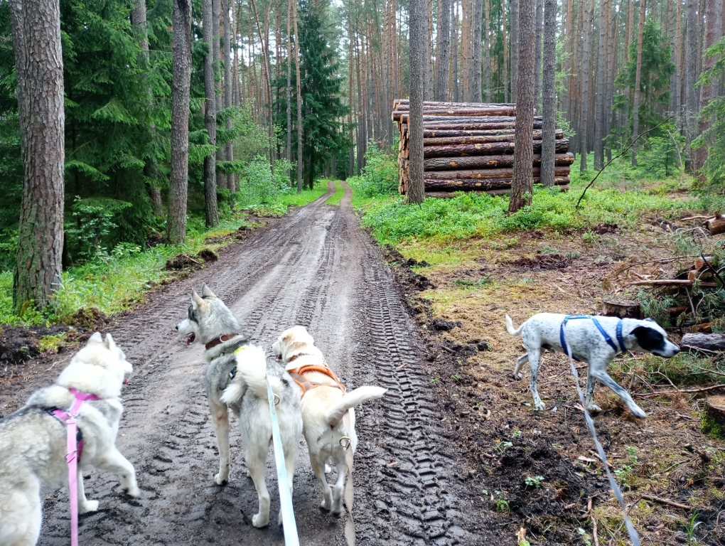 Da war ein Hochstapler im Wald