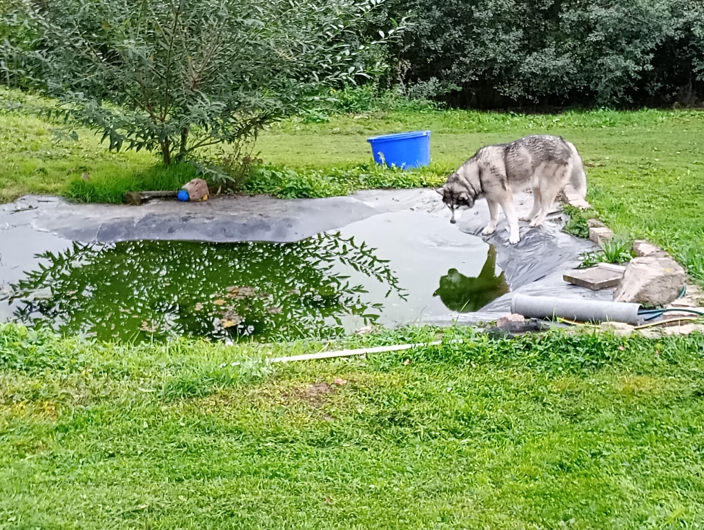 Der Badeteich zu Hause