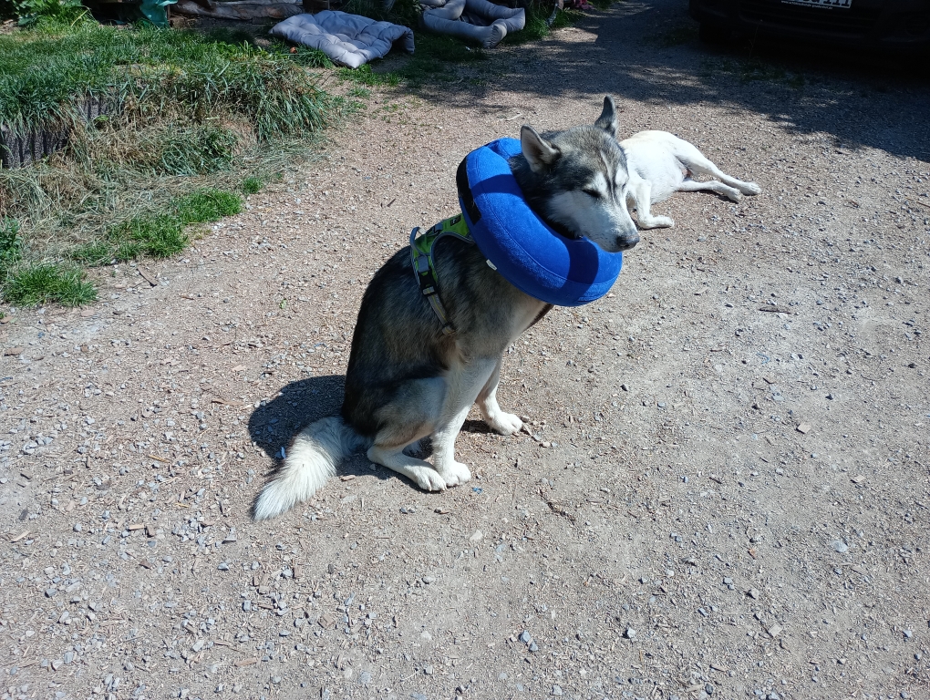 Pflegehund Primo wurde kastriert 