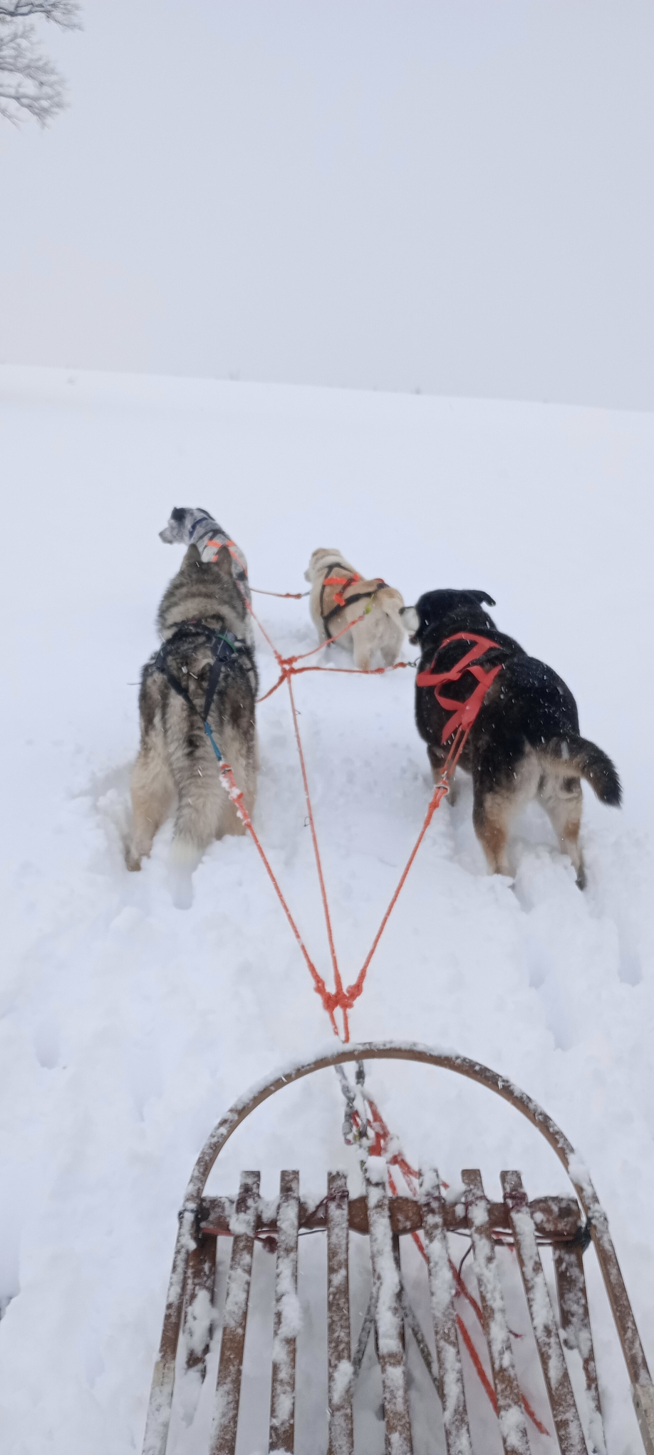 Tiefschnee