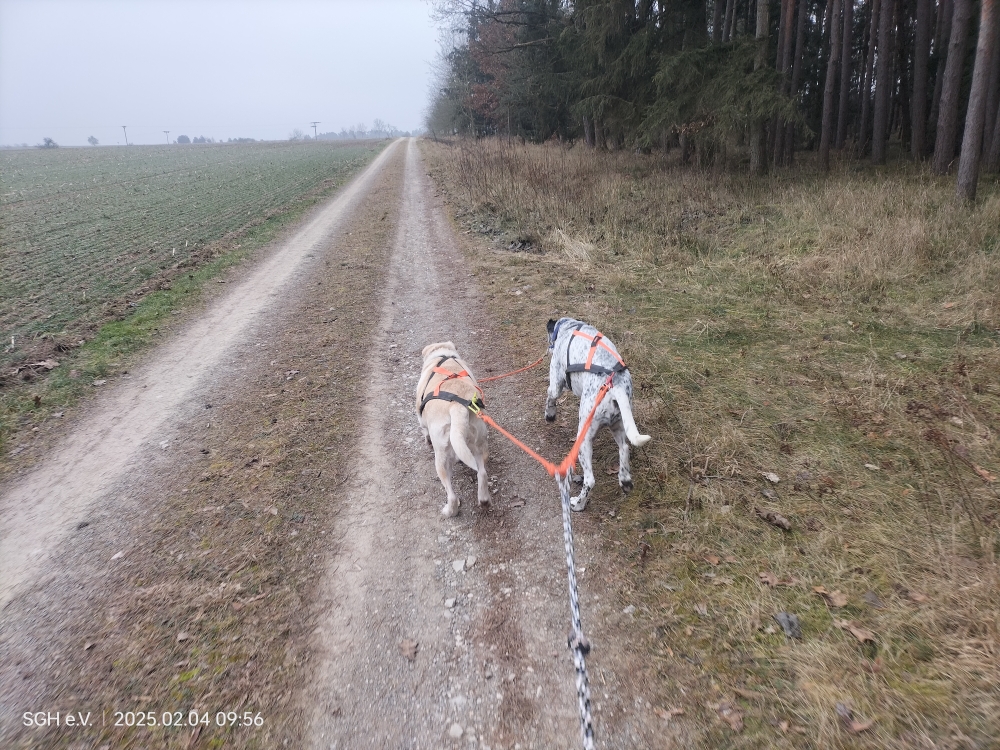 Dogscooterns mit Stella und Pan