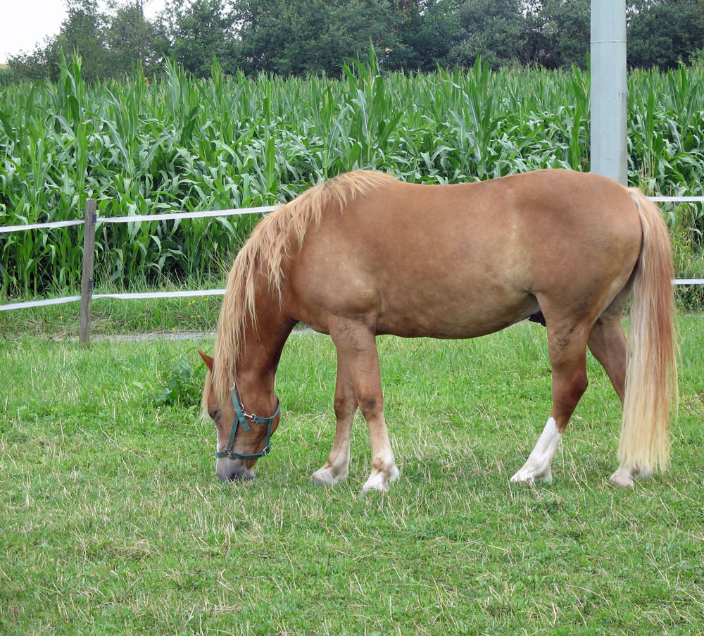 Angelo - Unser Araber-Haflinger am Schneiderhof