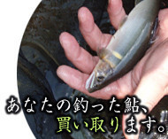 あなたの釣った鮎、買い取ります!