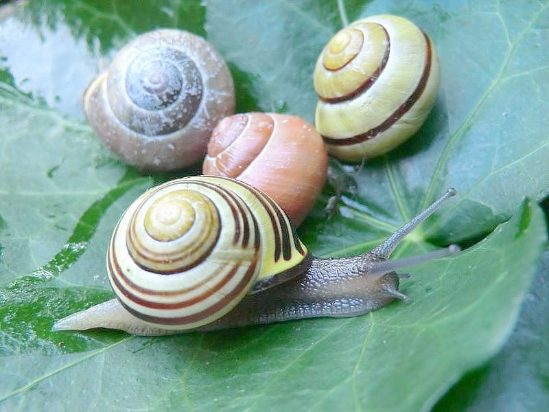 nützliche Schnecken queridafeeriques Webseite!