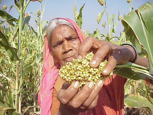 sorghum- photo DDS