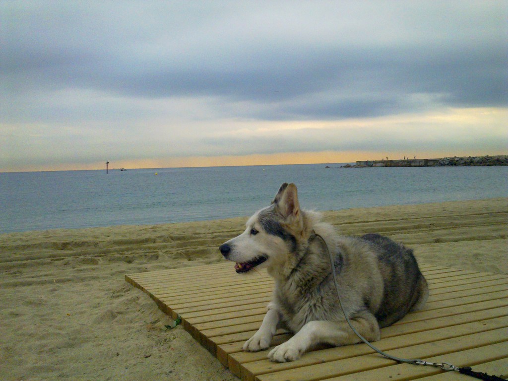 Chester in Vila Olimpica beach.