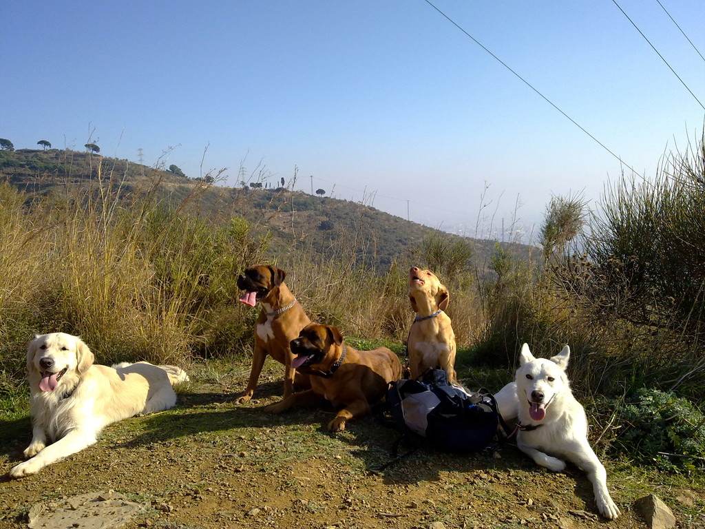 From left to right: Skunch, Tula, TrO, Tito and Luna.