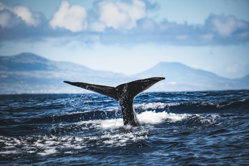Eine Walflosse ragt aus dem Meer in der Antarktis