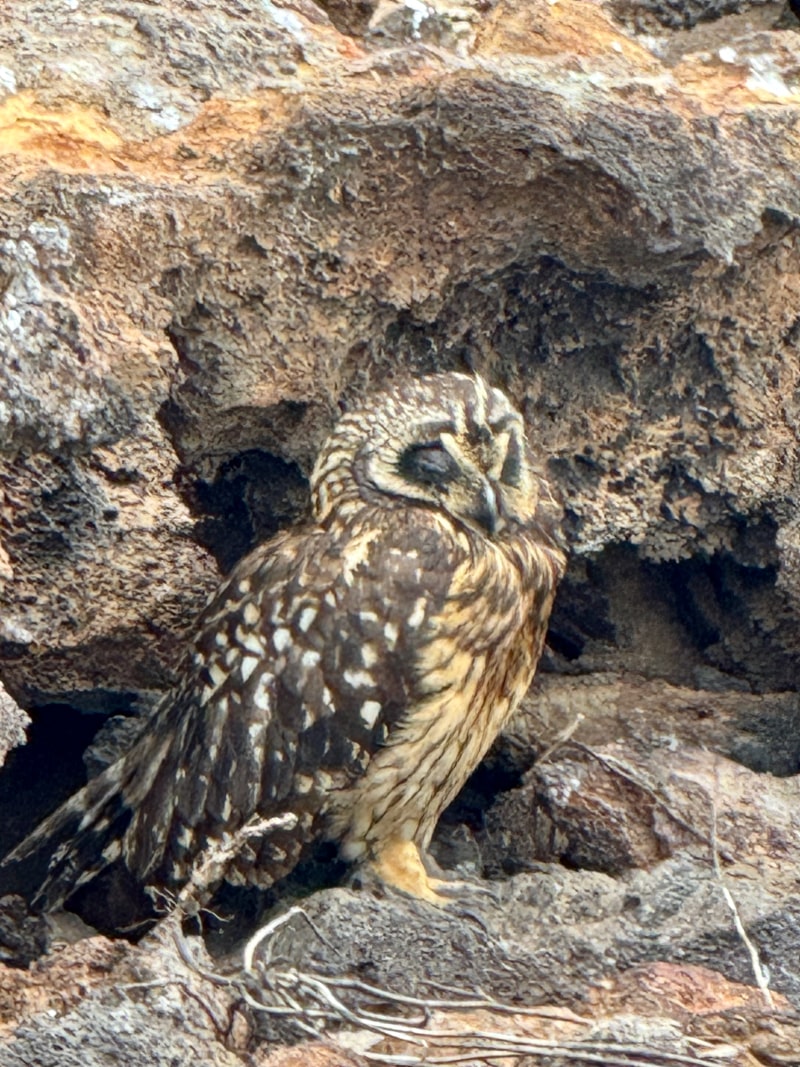 Glapágos-Kurzohreule