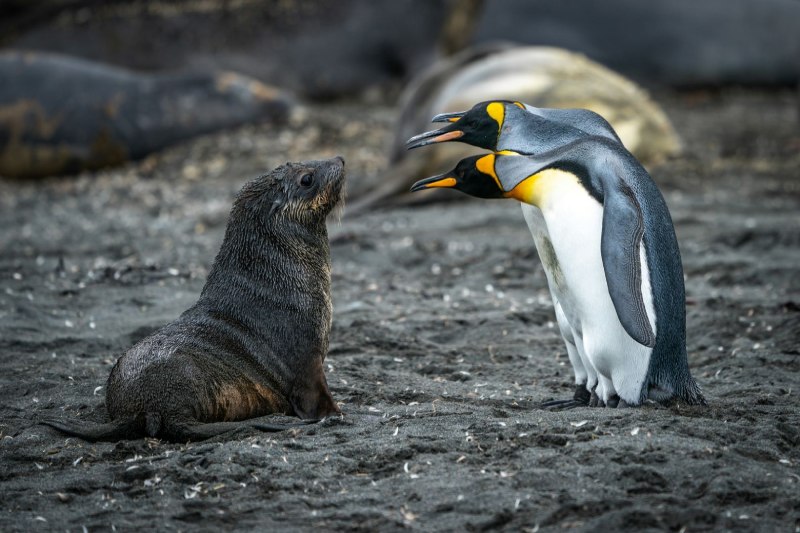Ein Pinguin und eine Babyrobbe in der Antarktis