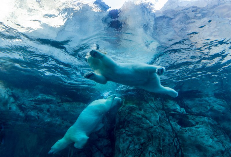 eisbären unter wasser am nordpol